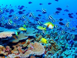 Популяция рыб в Карибском море сокращается. Фото с сайта wikipedia.org