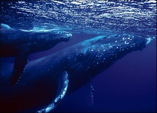 Усатые киты изменили высоту звучания песен