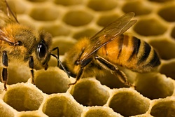 Строительство пчелиных сот