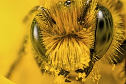 Гибель пчел