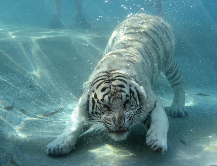 Тигр под водой. Лос-Анджелес