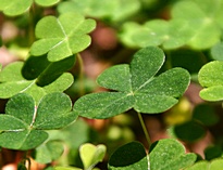 ������ � ������� ����������. ����� ����