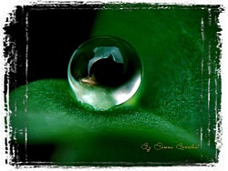 ��������� ����� - ���� Dimas Benedict